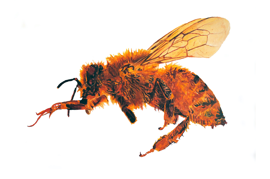 Tim Rand, Humble Honey Bee, oil on panel, 2020
