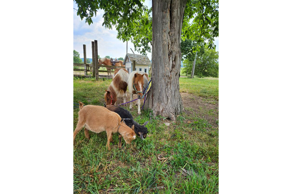 two pygmy goats, one brown and one black, two ponies, both brown and black, tied to tree, and one horse, brown, in background behind fence