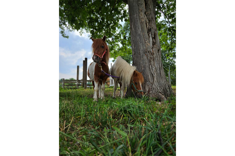 two brown and white ponies tied to tree