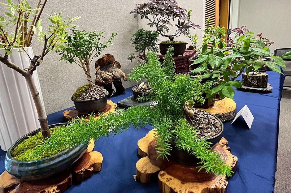 mohawk valley bonsai club demonstration display with various types of bonsais